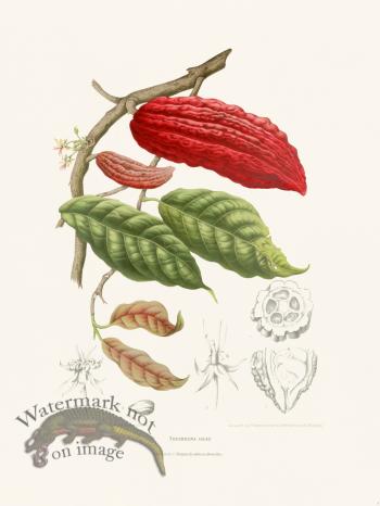 Horticulture of Java 04